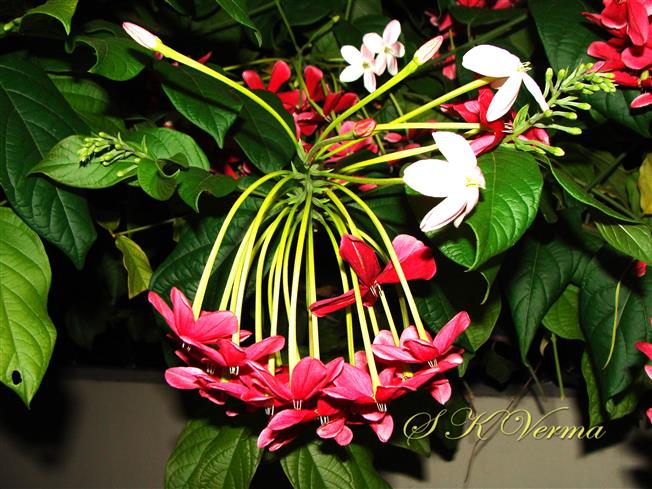  Inflorescence (Spike)